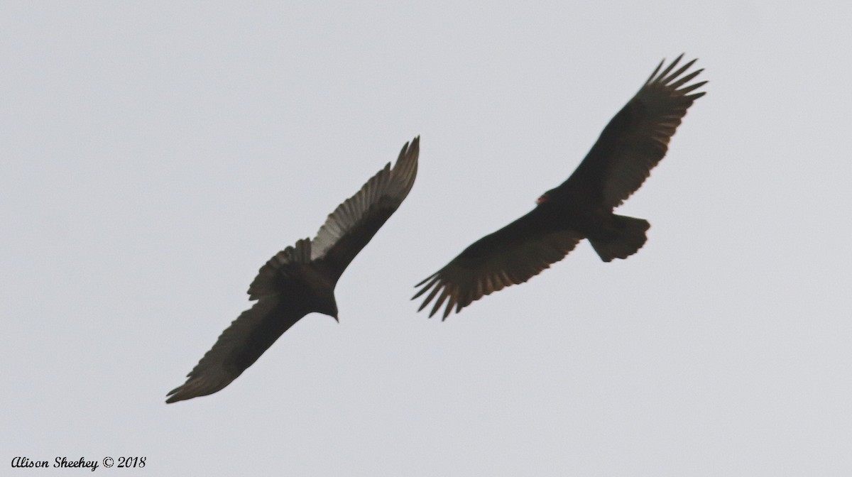 Turkey Vulture - Alison Sheehey