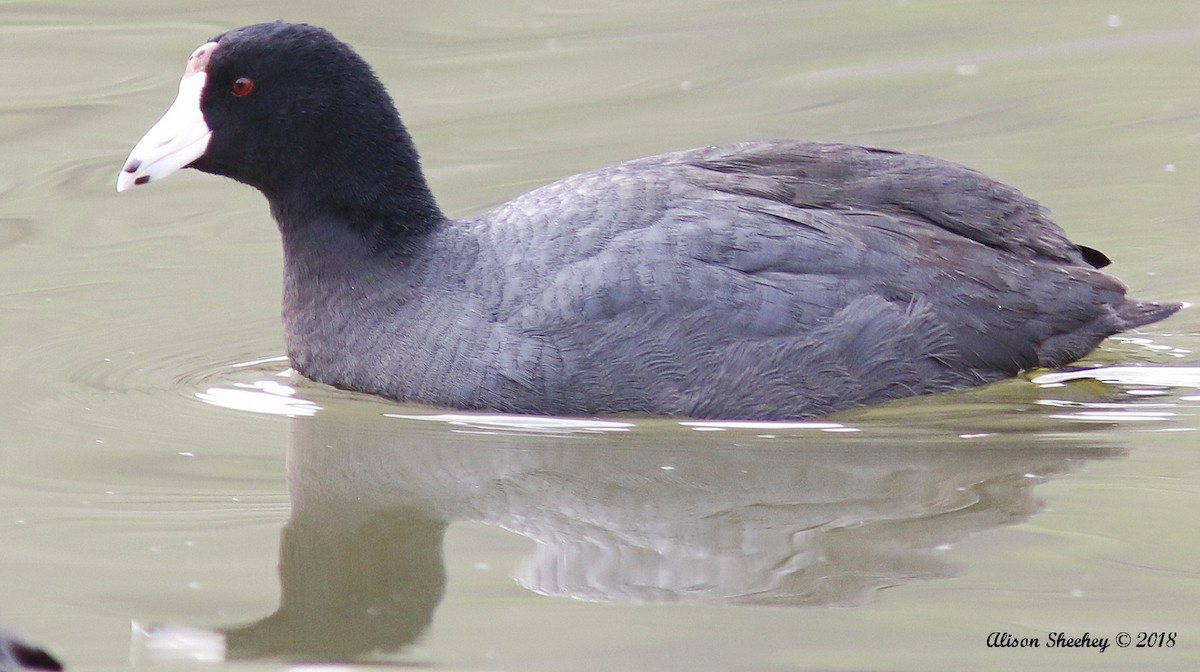 American Coot - ML91562411