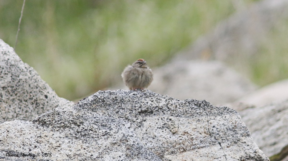 Rufous-crowned Sparrow - ML91562901