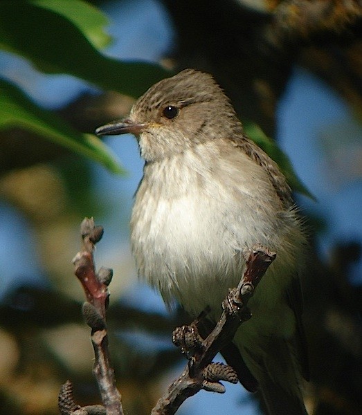 Spotted Flycatcher - ML91564291