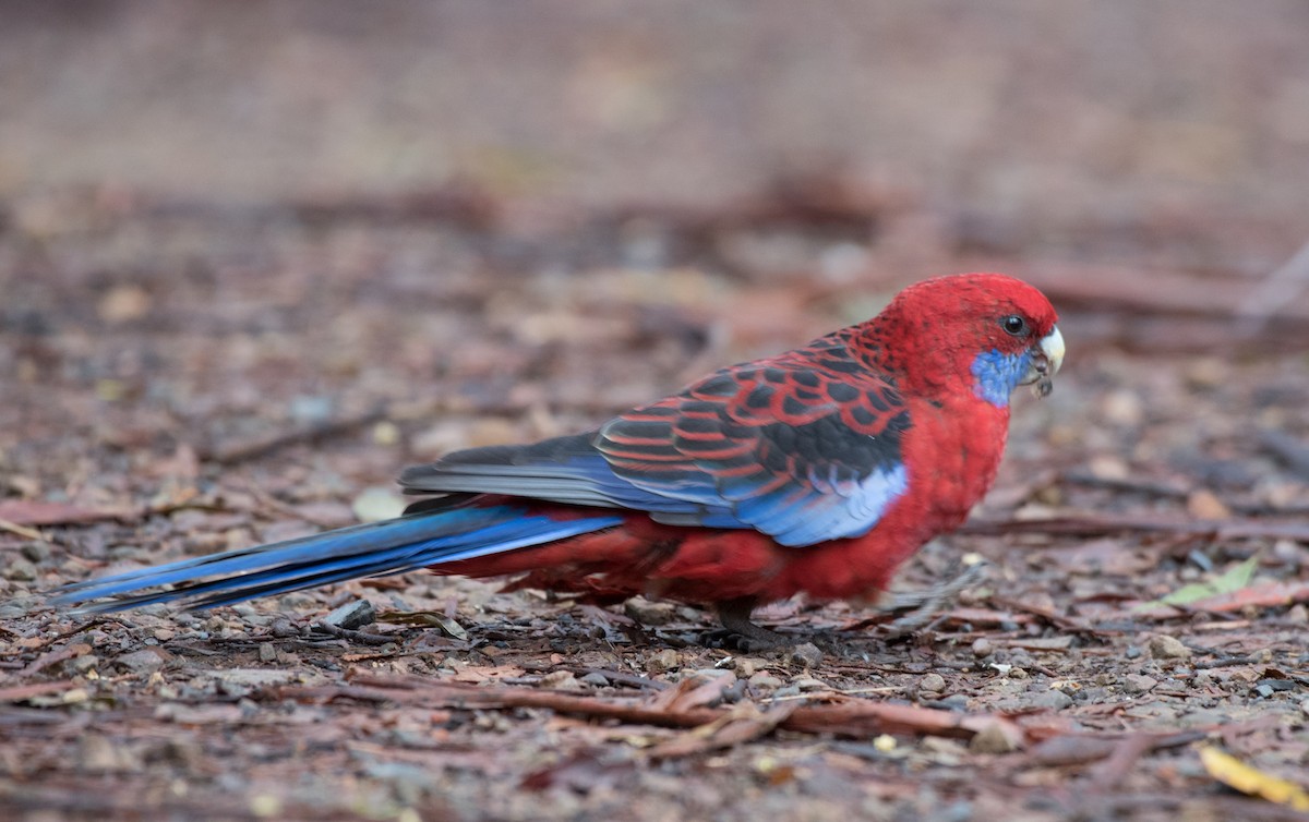 Crimson Rosella - ML91564661