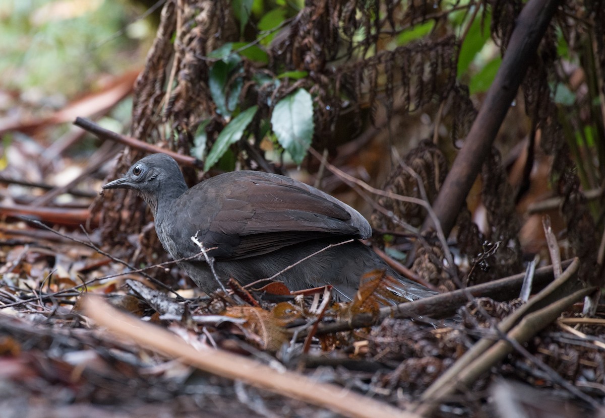 Superb Lyrebird - ML91564681