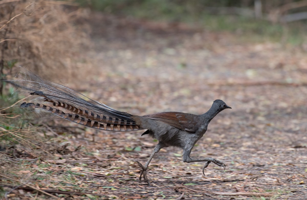 Superb Lyrebird - ML91564691