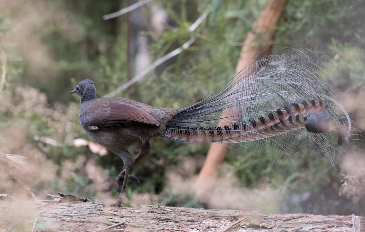 Superb Lyrebird - ML91564701