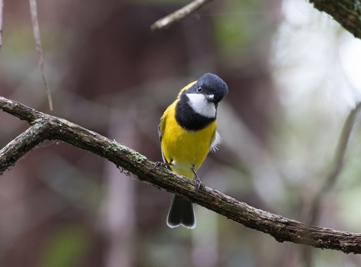 Golden Whistler - John Daniels