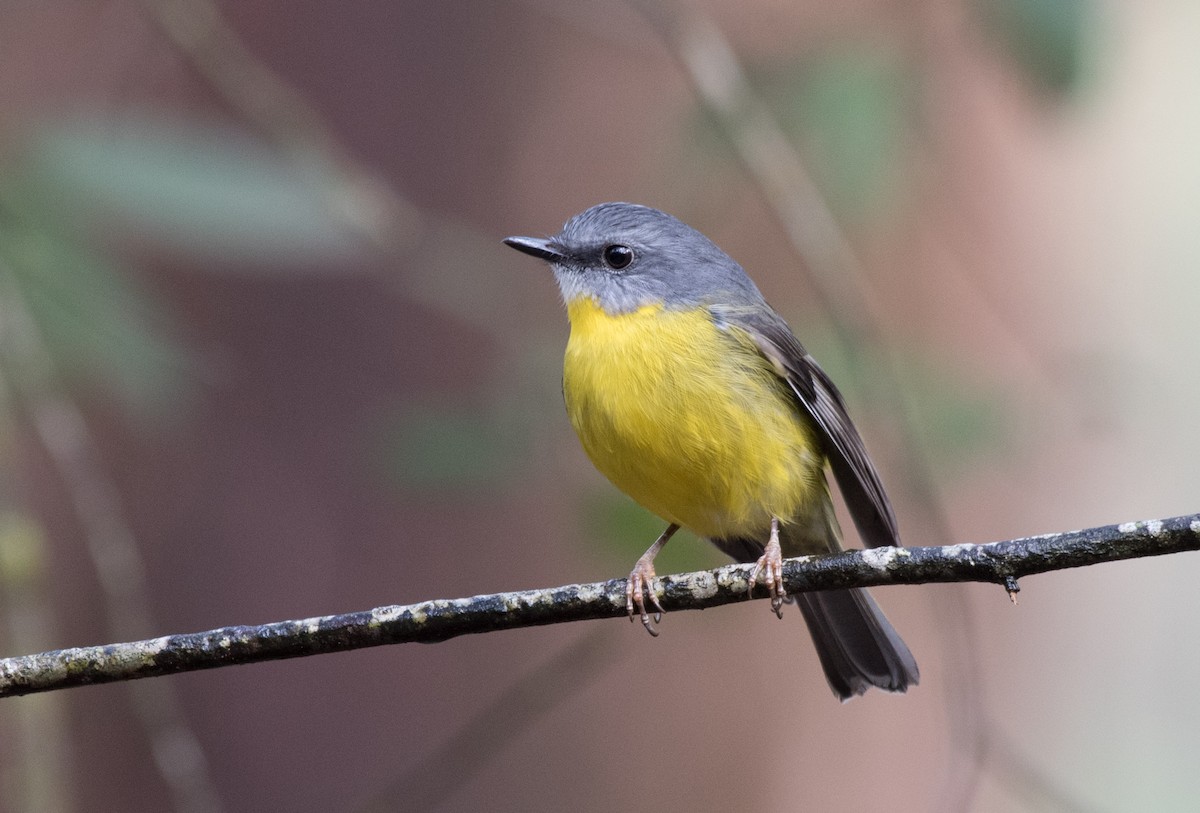 Eastern Yellow Robin - ML91564891