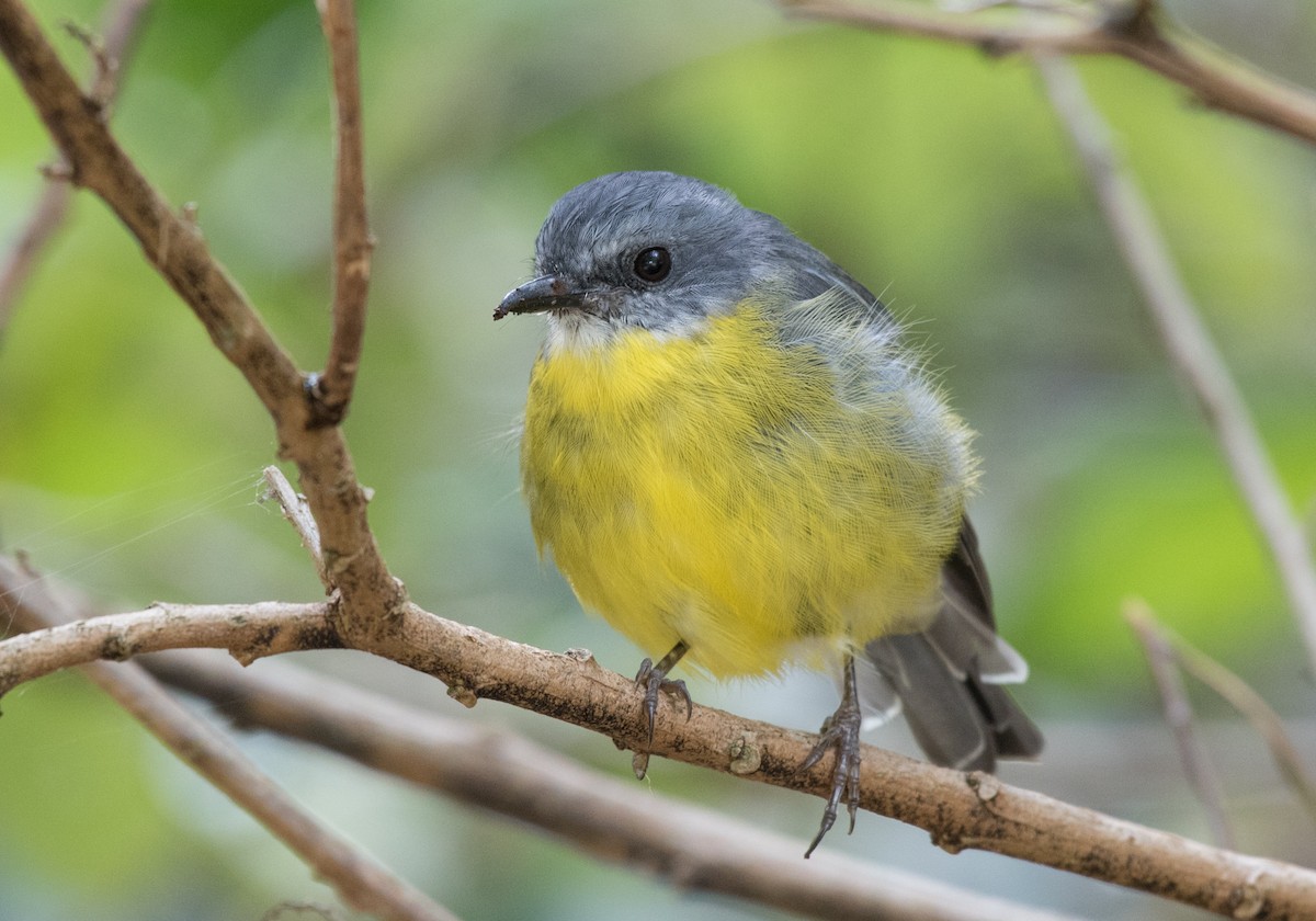 Eastern Yellow Robin - ML91564901