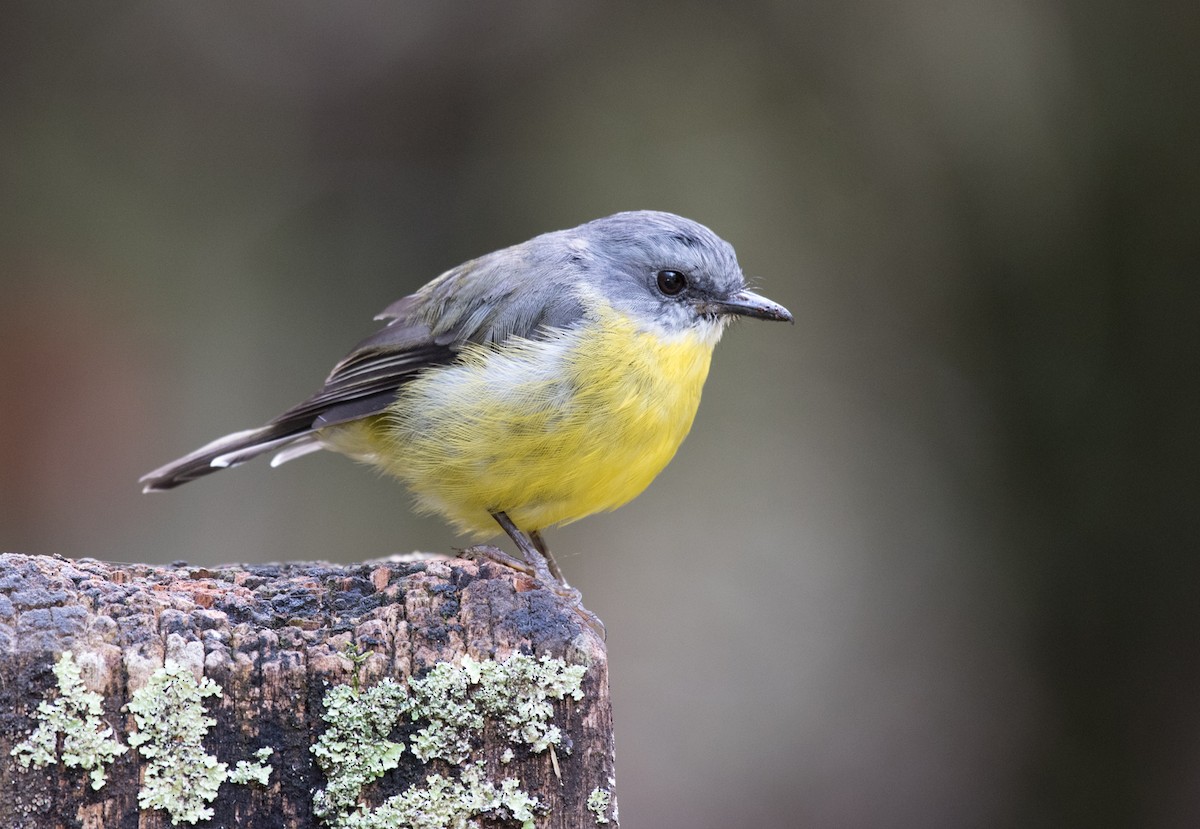 Eastern Yellow Robin - ML91564911