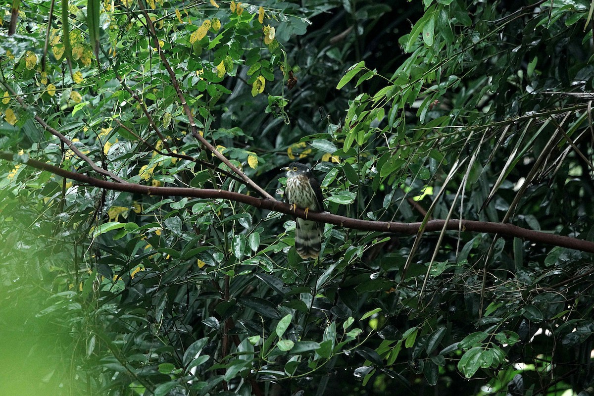 Malaysian Hawk-Cuckoo - ML91565181