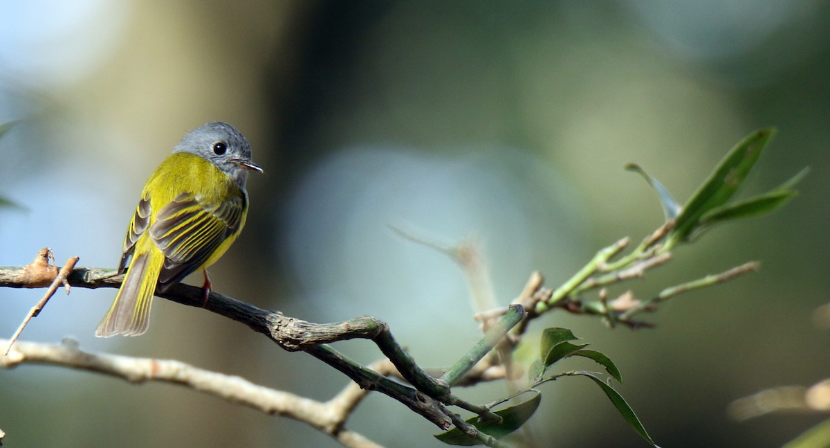 Gray-headed Canary-Flycatcher - Paras Raj Bora