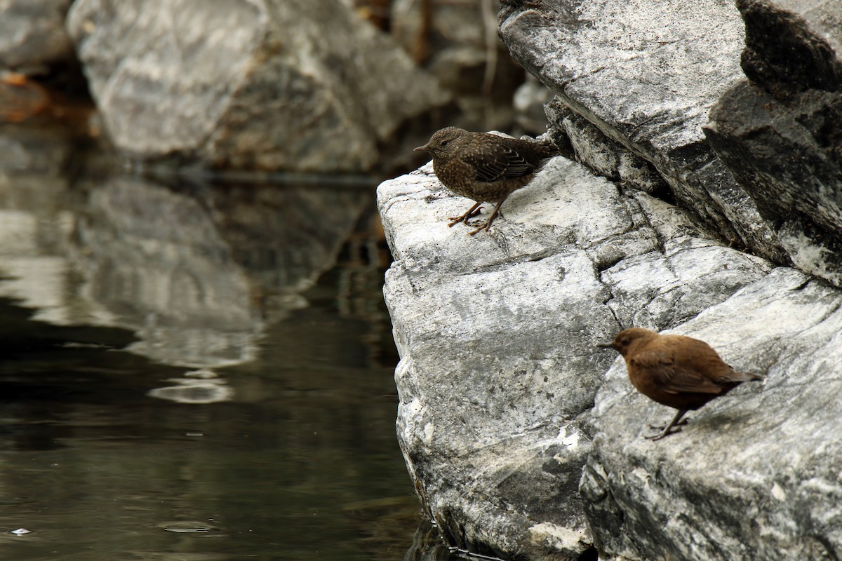 Brown Dipper - ML91566281