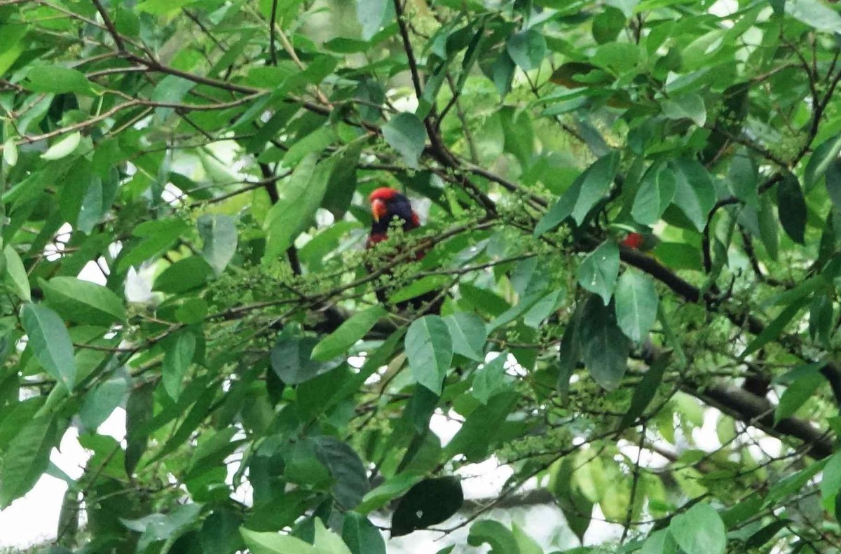 Red Lory - ML91566361