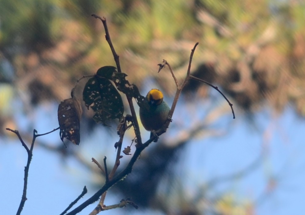 Saffron-crowned Tanager - ML91566531