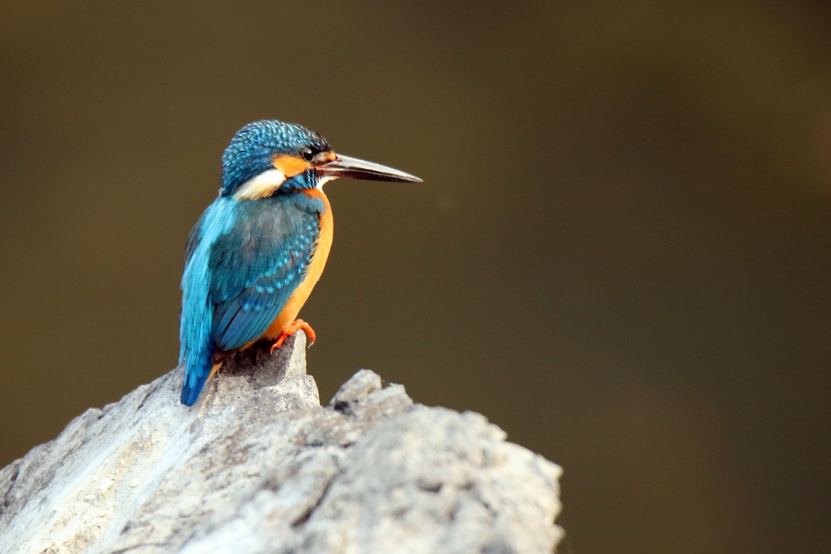 Martin-pêcheur d'Europe - ML91566941