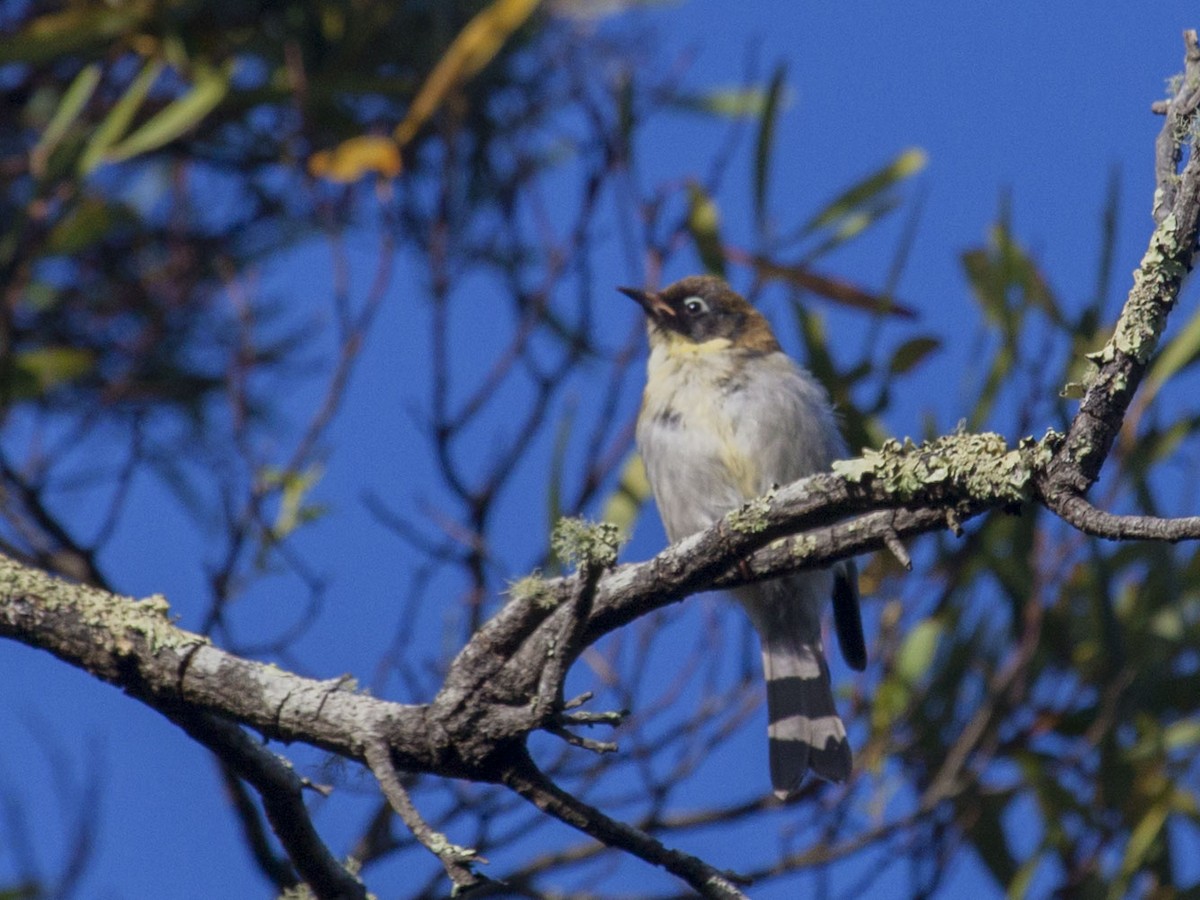 Black-headed Honeyeater - ML91568411