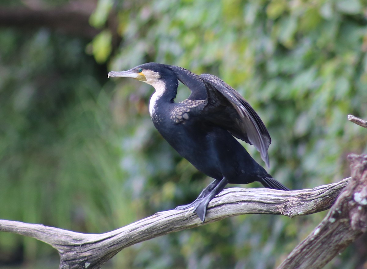 Cormorán Grande - ML91568791