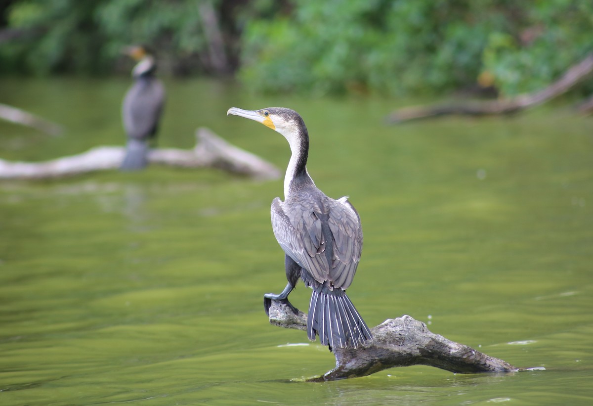 Great Cormorant - ML91568811