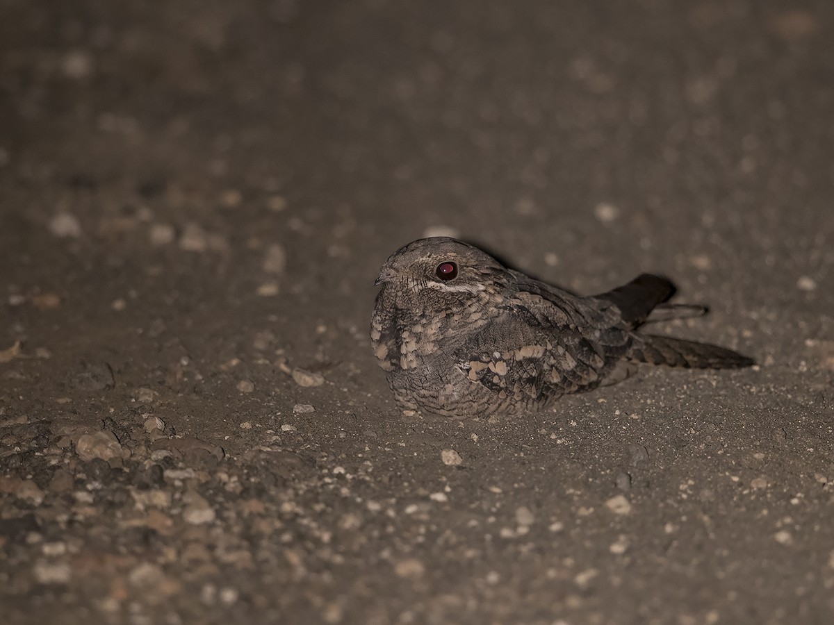 Eurasian Nightjar - ML91569131