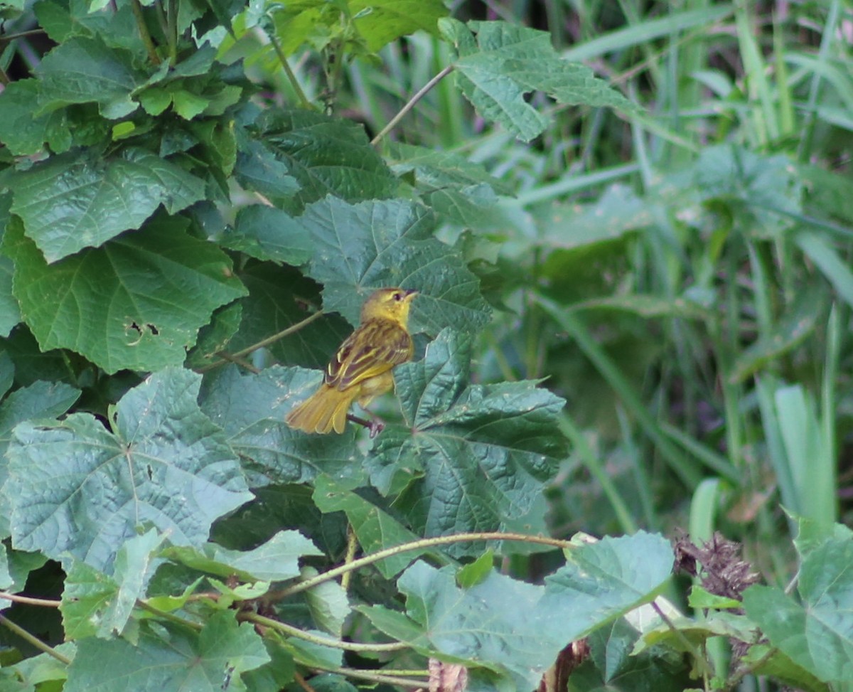 Taveta Golden-Weaver - Morgan Van Peursem