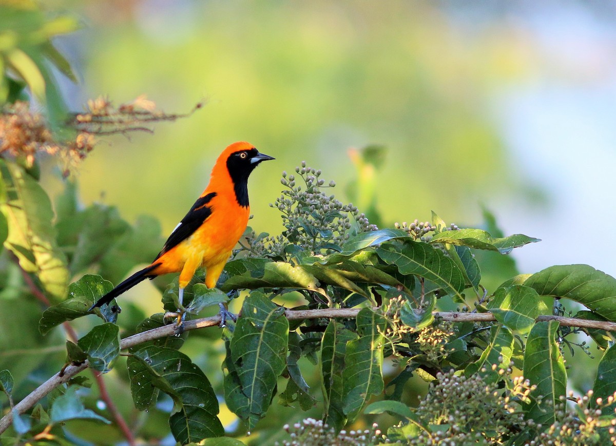 Orange-backed Troupial - ML91569841