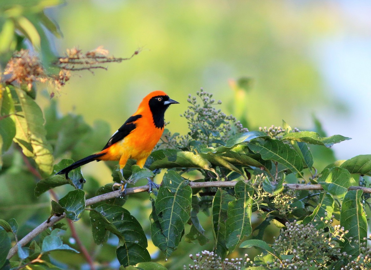 Orange-backed Troupial - Gabriel Abreu