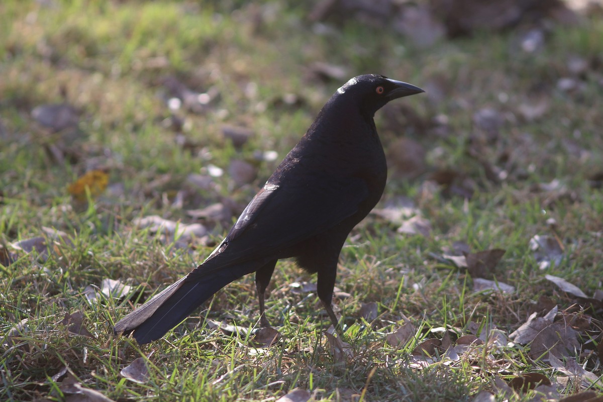 Giant Cowbird - ML91570011