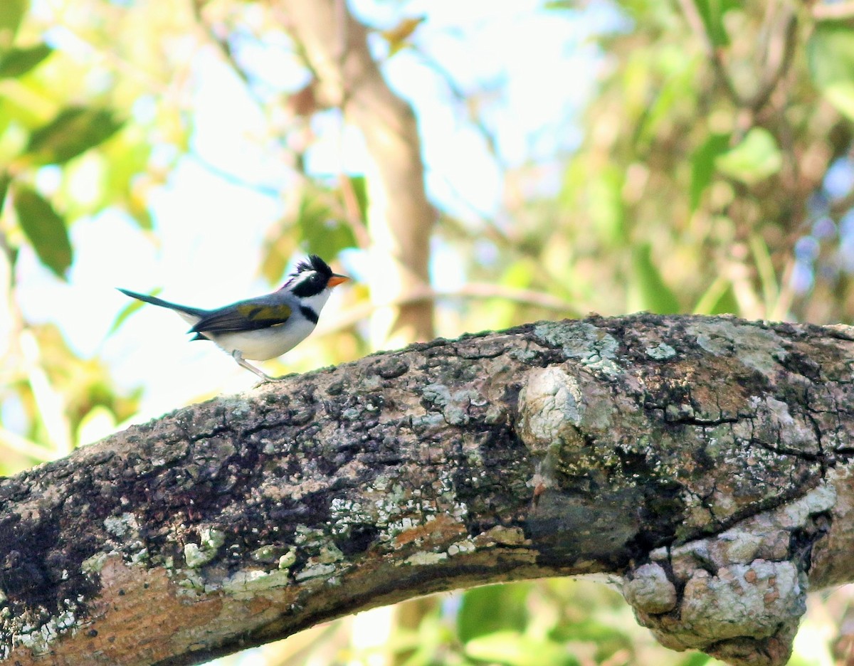 Saffron-billed Sparrow - ML91570161