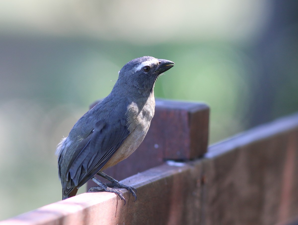 Bluish-gray Saltator - ML91570191