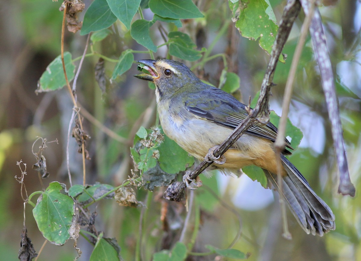 Bluish-gray Saltator - Gabriel Abreu