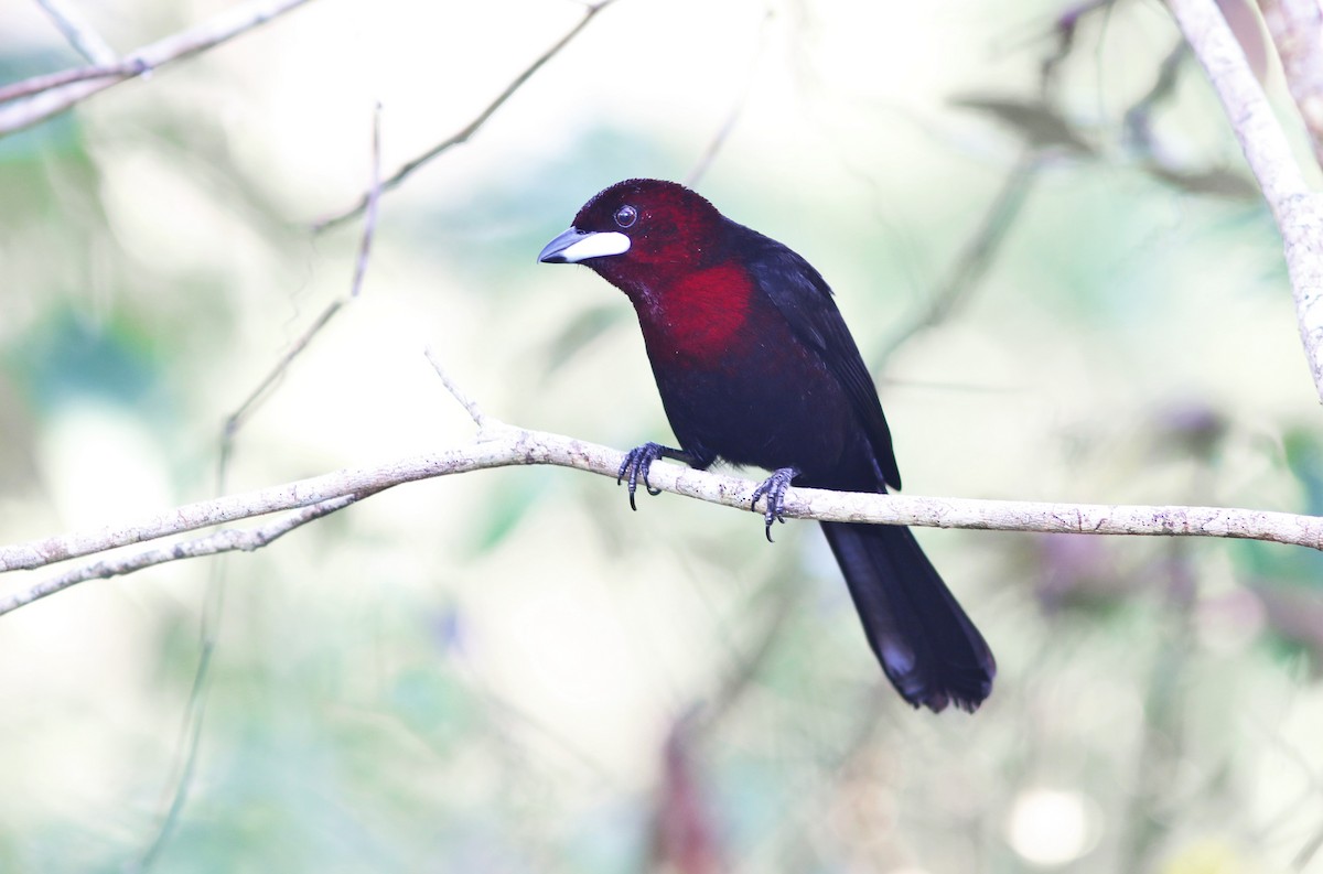 Silver-beaked Tanager - Gabriel Abreu