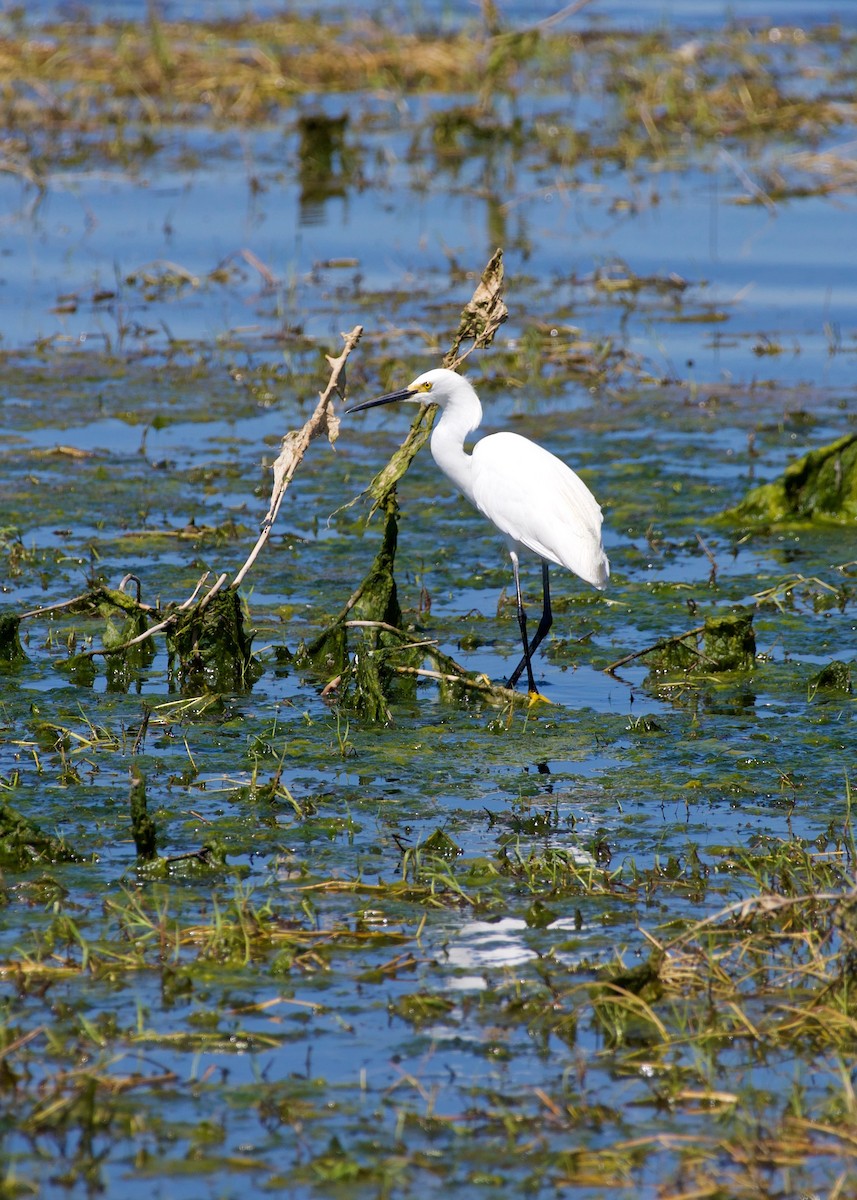 Snowy Egret - Jon Cefus