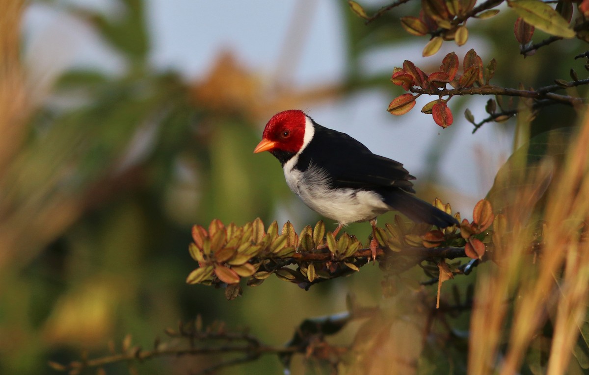 Yellow-billed Cardinal - ML91570411