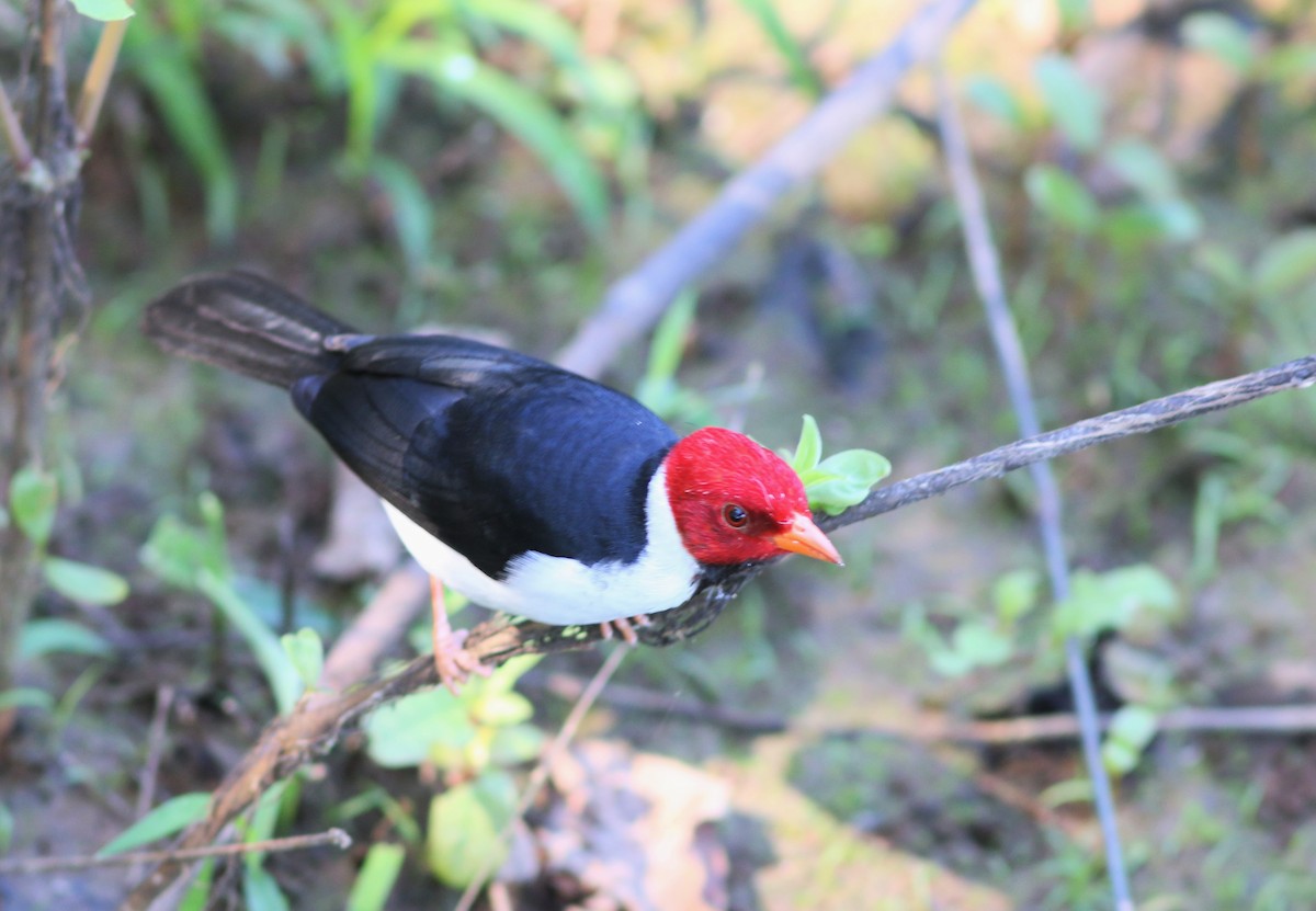 Yellow-billed Cardinal - ML91570451