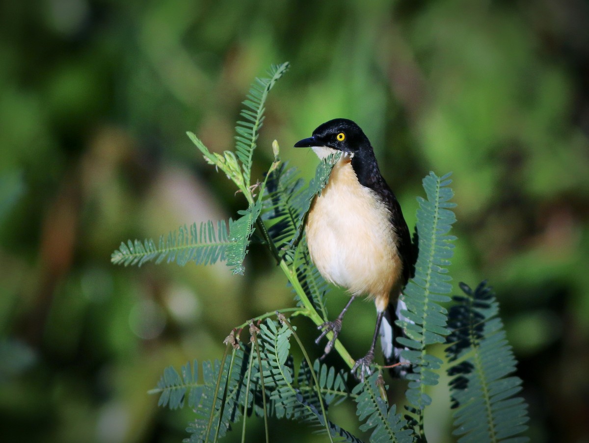 Black-capped Donacobius - Gabriel Abreu