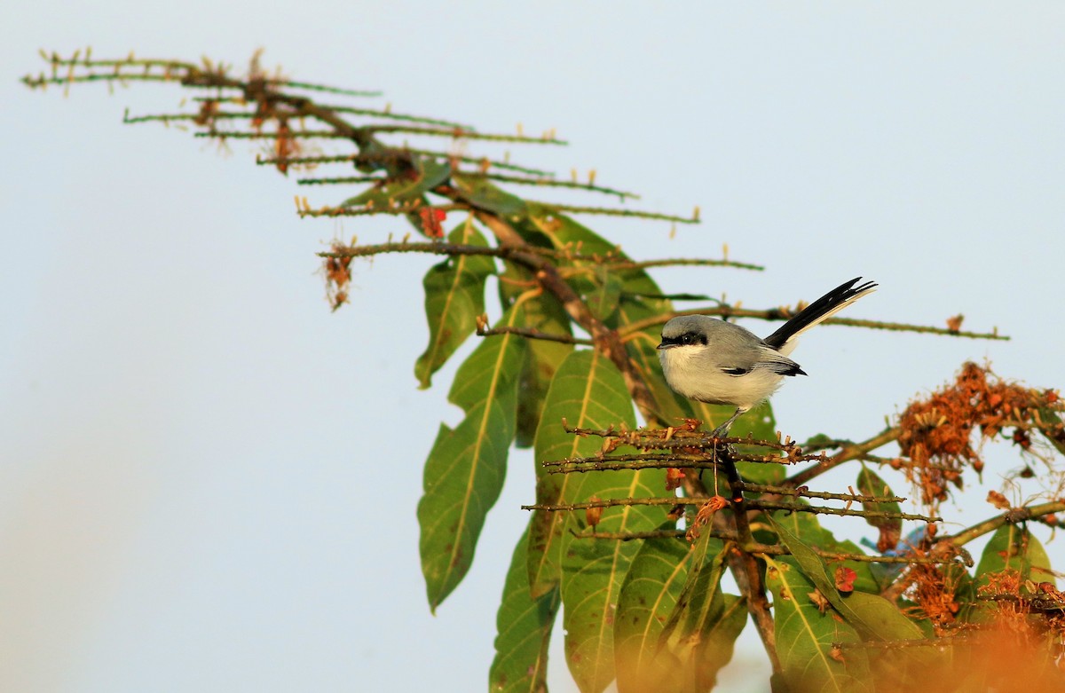 Masked Gnatcatcher - ML91570571