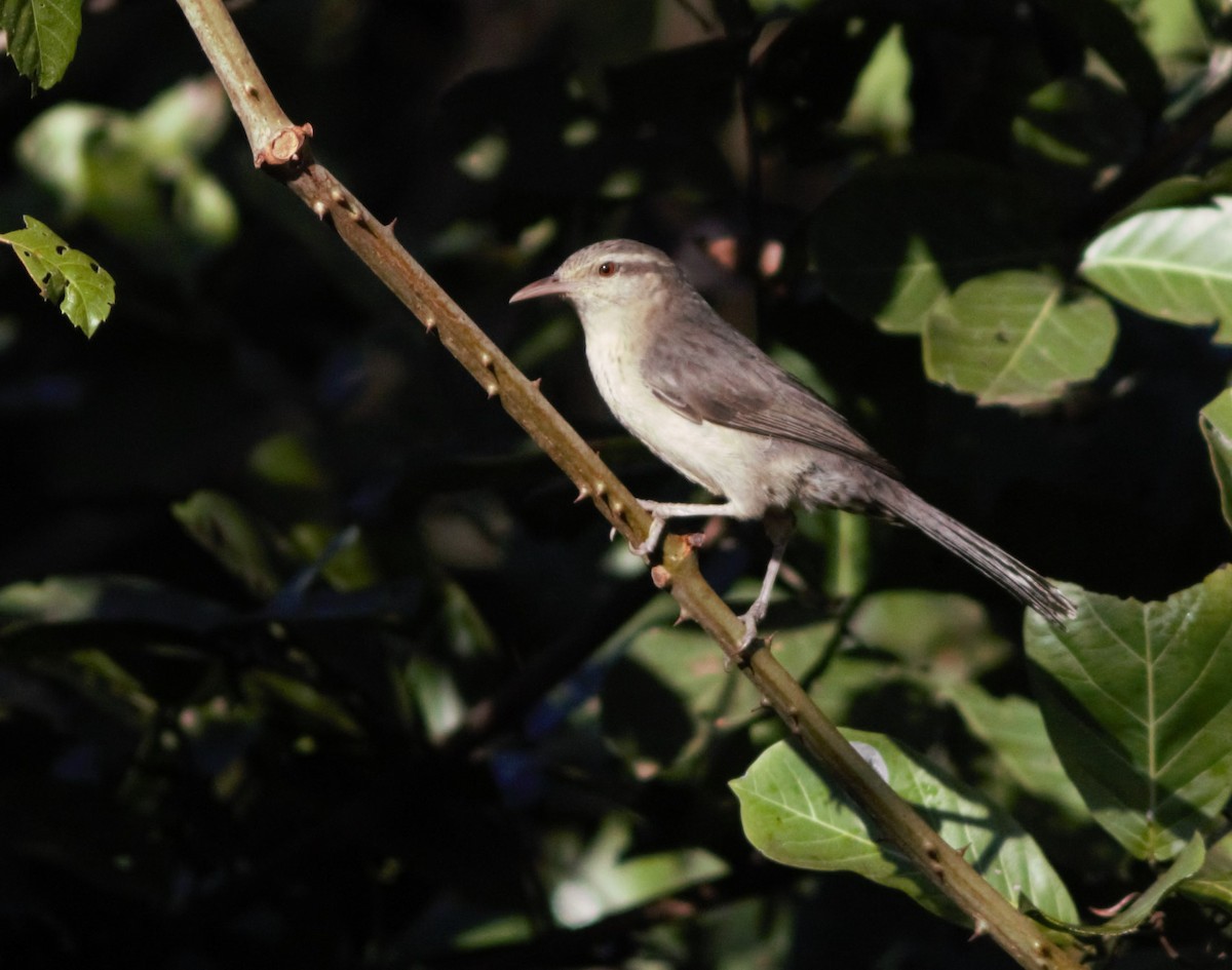 Thrush-like Wren - ML91570581