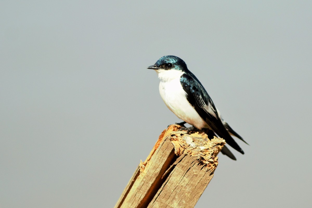 White-winged Swallow - Gabriel Abreu