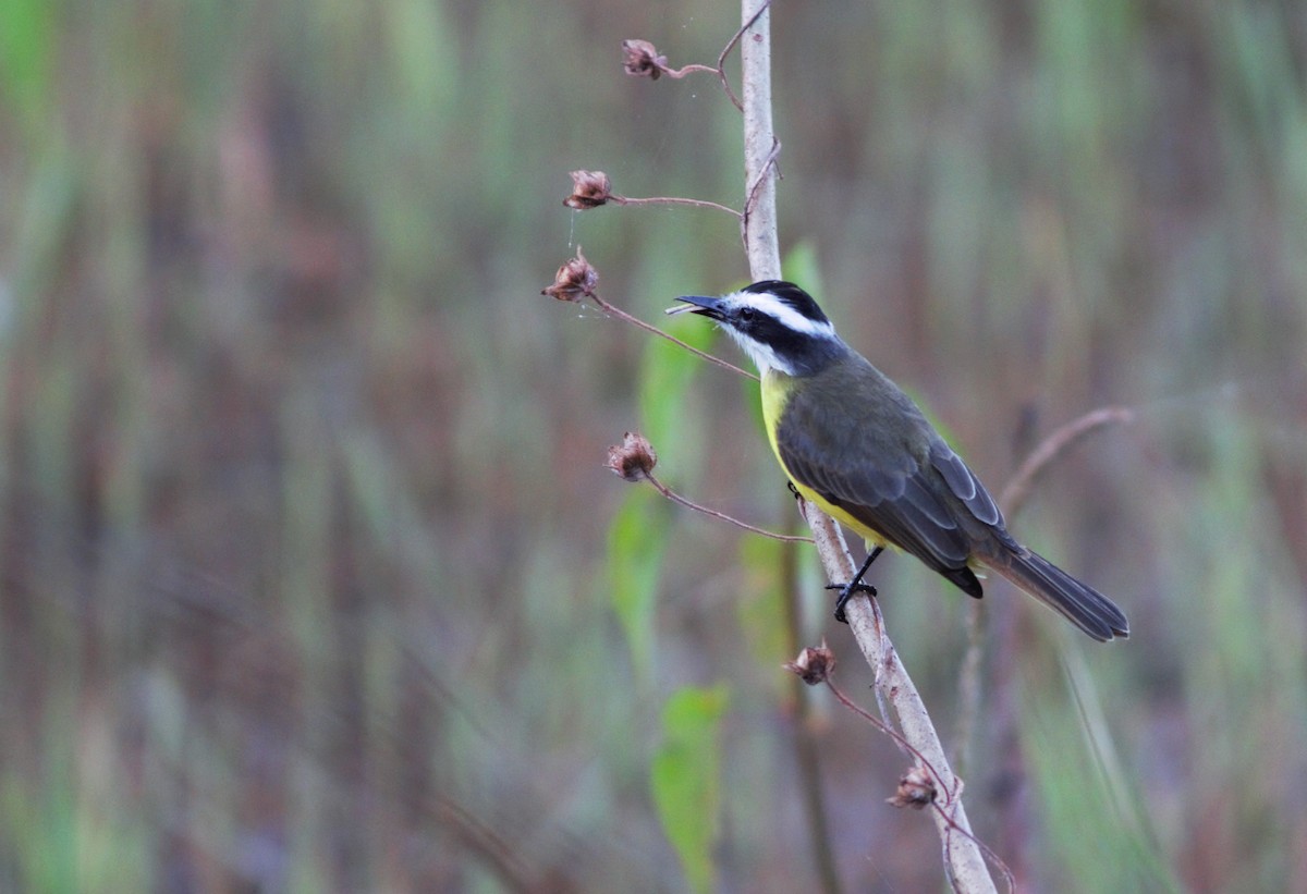 Lesser Kiskadee - Gabriel Abreu