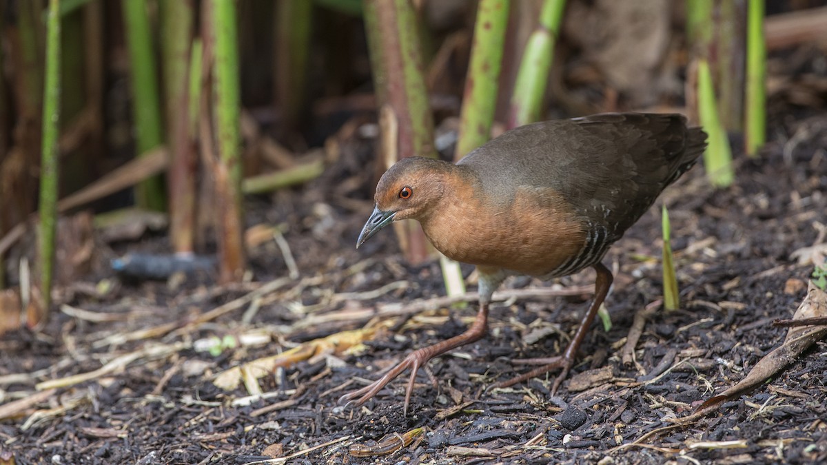 Band-bellied Crake - ML91571111