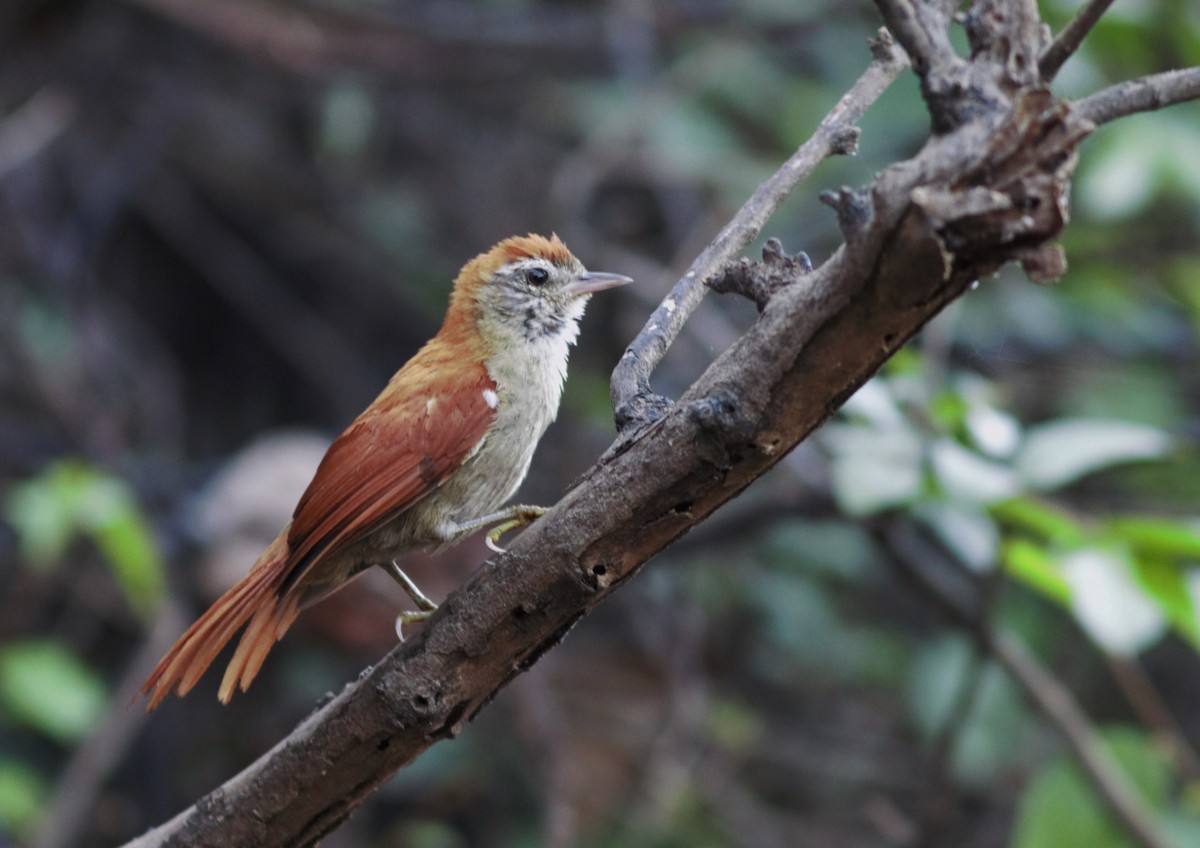 Rusty-backed Spinetail - Gabriel Abreu