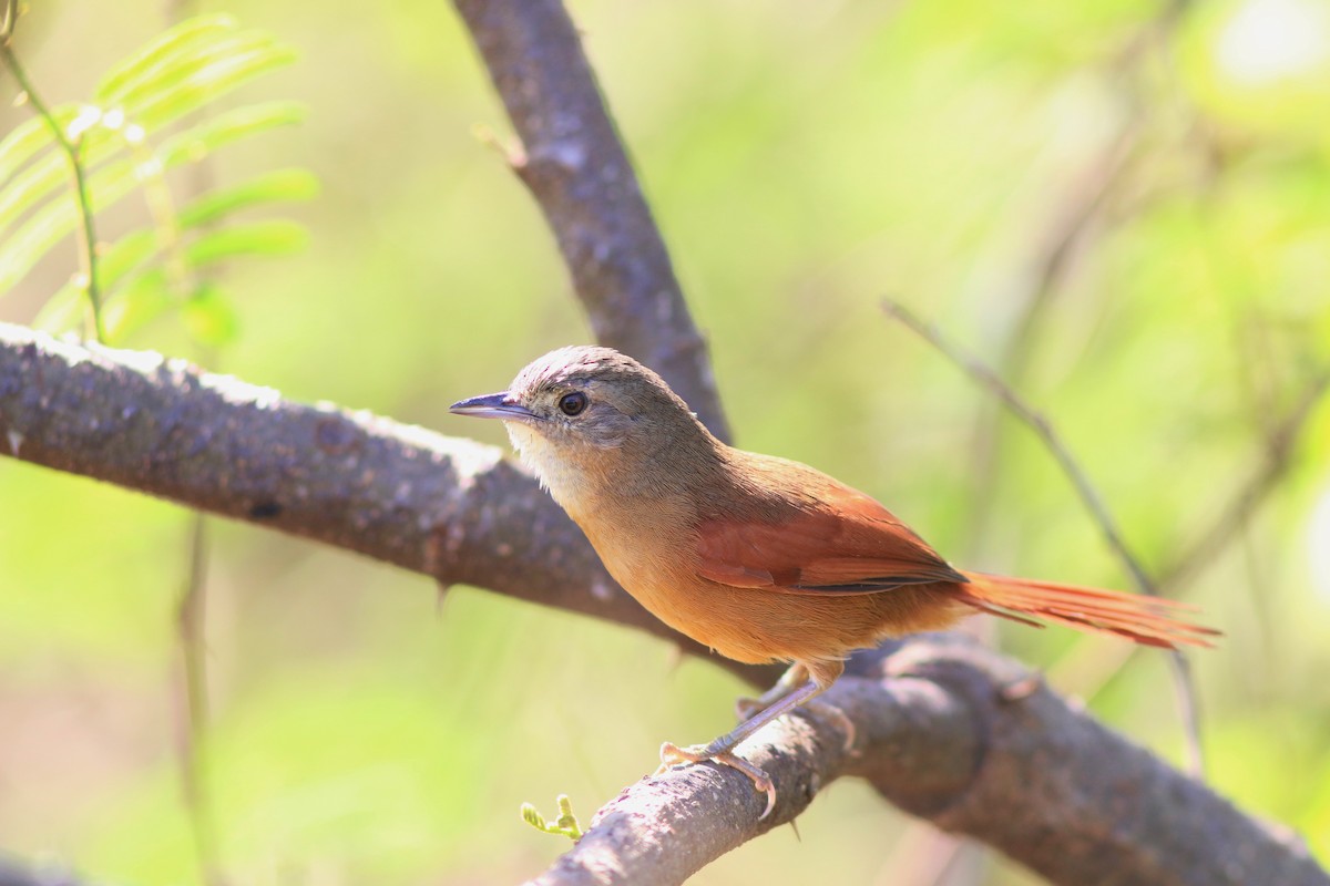 White-lored Spinetail - Gabriel Abreu