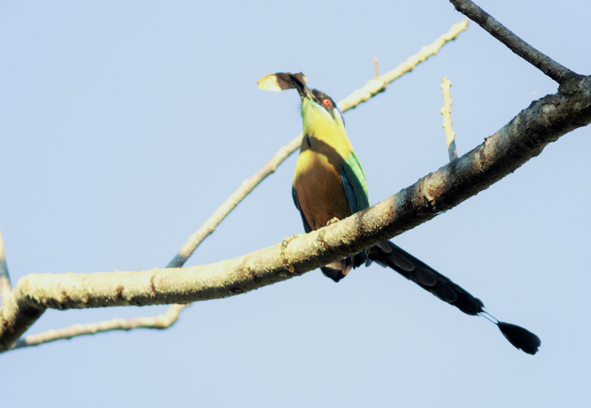 Amazonian Motmot - Gabriel Abreu