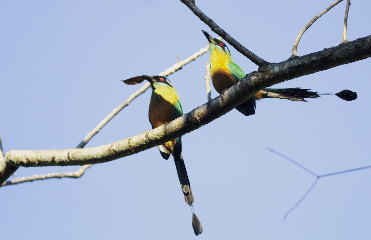 blåpannemotmot - ML91571611