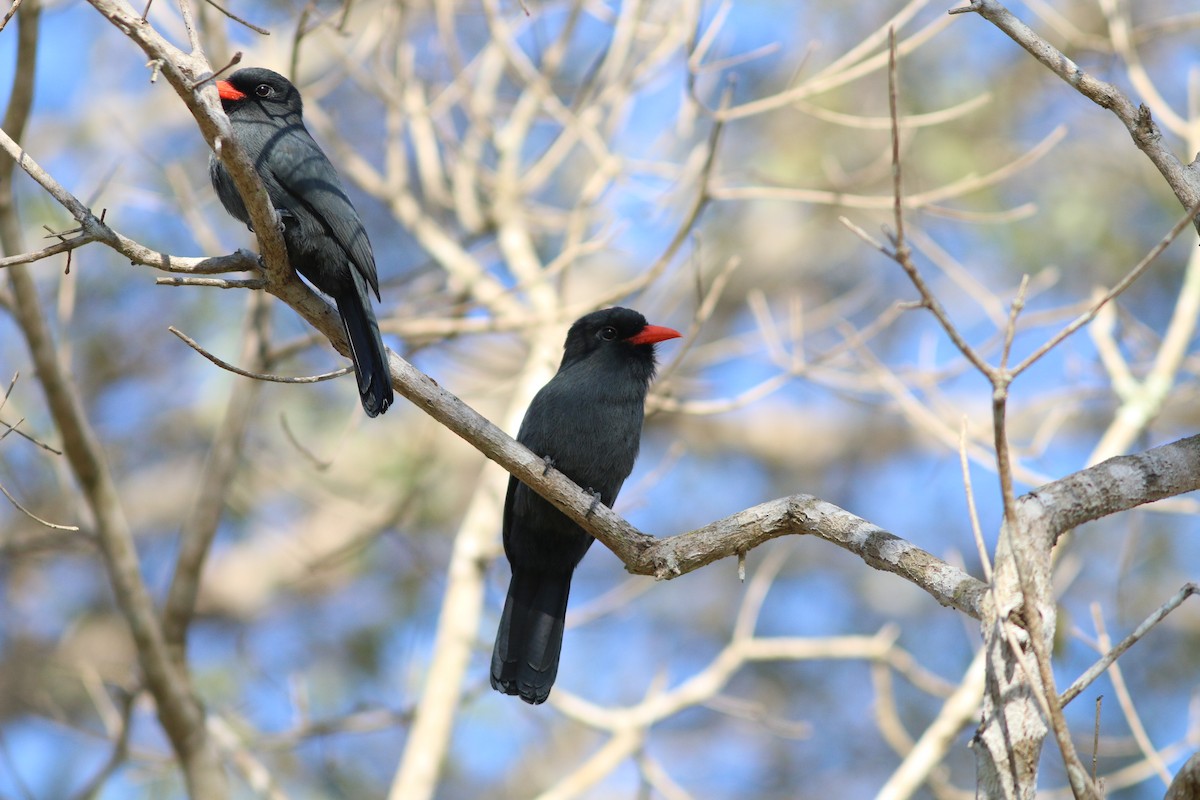 Black-fronted Nunbird - ML91571631
