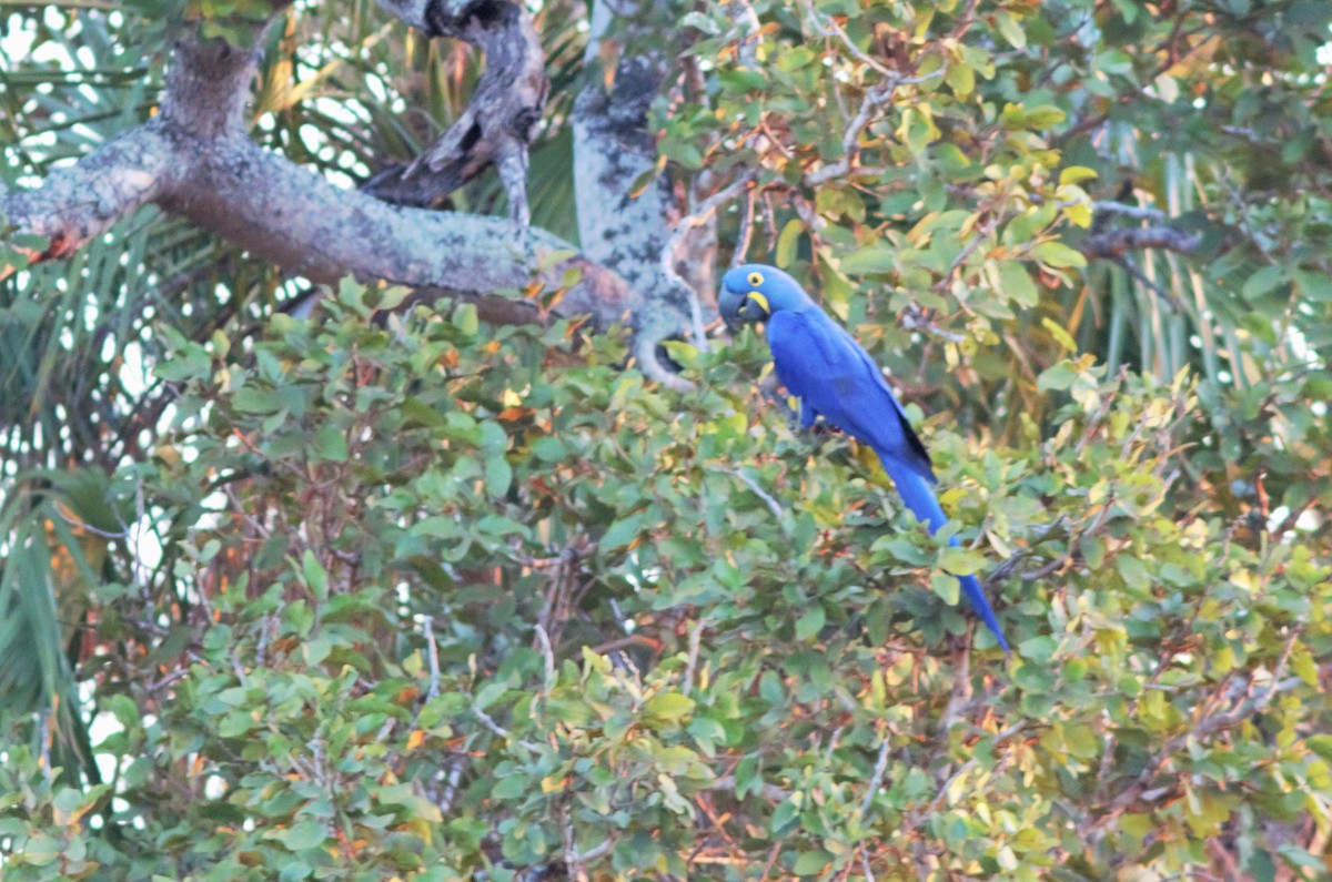 Hyacinth Macaw - ML91571641