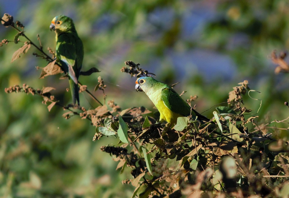 Peach-fronted Parakeet - Gabriel Abreu