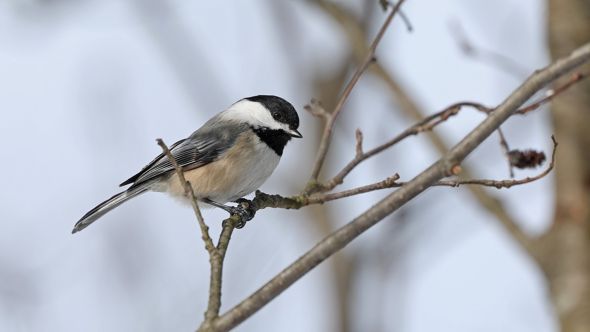 Black-capped Chickadee - Daniel Jauvin