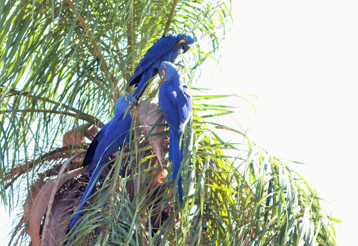 Hyacinth Macaw - Gabriel Abreu