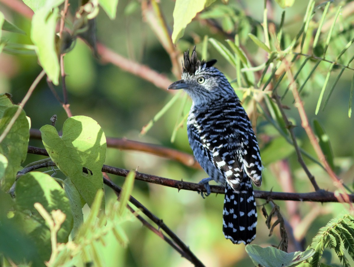 Barred Antshrike - ML91571771