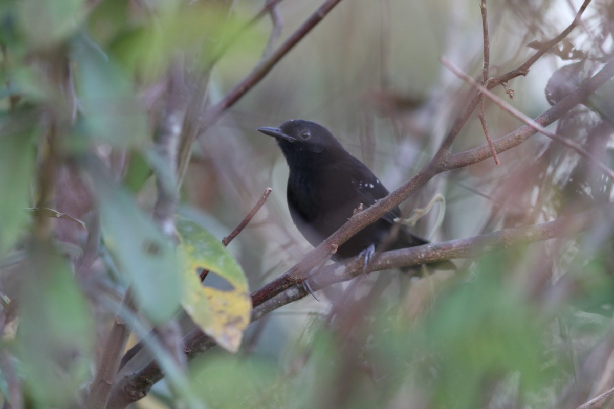 Mato Grosso Antbird - ML91571841